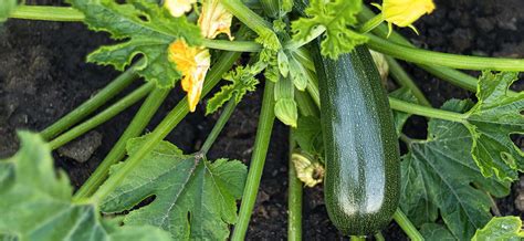 Come addestrare una pianta di zucchine a crescere un traliccio